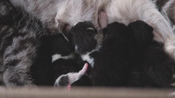 Happy mãe gato alimenta gatinhos recém-nascidos com leite materno, nutrição saudável equilibrada e lactação mamária, raça animal de estimação dobra escocesa, bebês comem e bebem — Vídeo de Stock