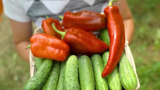 Čerstvé papriky okurky ze zeleninové zahrady, zdravé jídlo pro zdravou stravu, rozmanitá zelenina, farmář při sklizni, čerstvá produkce lahodných paprik okurky, koncept — Stock video