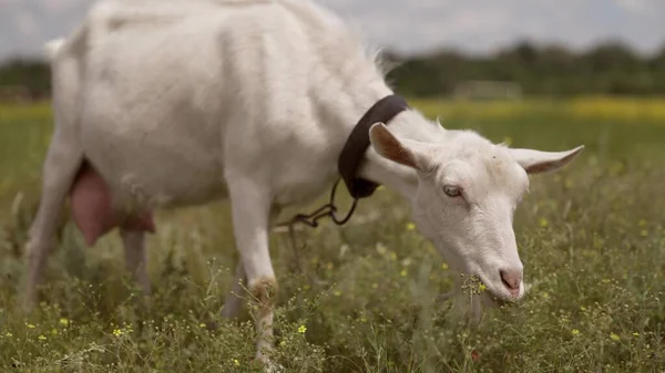 Ordenha caprino comer grama no campo ao ar livre, agricultura, gado, fazer alimentos lácteos, alimentar um animal de estimação em uma fazenda, ordenhando leite de uma cabra — Fotografia de Stock