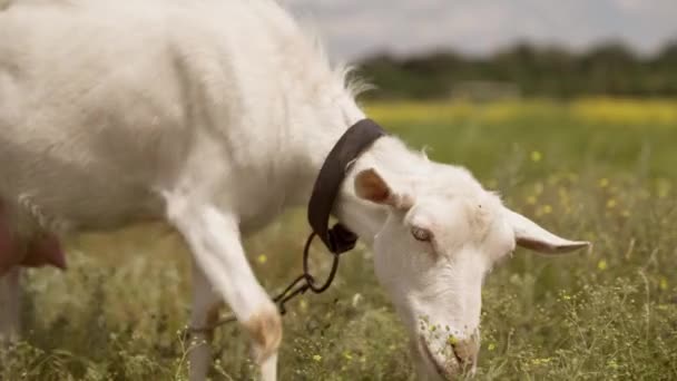 Mungitura capra mangiare erba nei campi all'aperto, agricoltura, bestiame, produzione di alimenti lattiero-caseari, alimentazione di un animale domestico in una fattoria, latte di mungitura da una capra — Video Stock