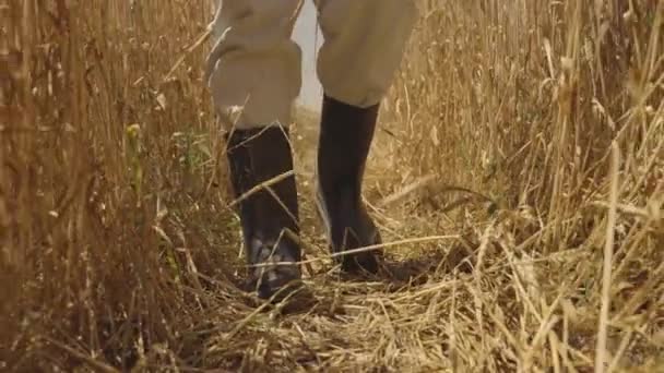 Agricultura, plantación de campos de trigo, agrónomo camina botas de goma de cerca, cultivo de centeno, cultivo comercial de plantas de cereales en el suelo, semillas de trigo cultivadas y amarillentas, producción de harina y pan — Vídeo de stock