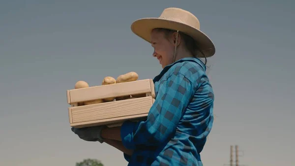 Agricultura, agricultor colheu batatas no campo, tubérculos de raiz cultivados a partir da terra, produção de batata em terras agrícolas, conceito de negócio da indústria agronômica, cultivar legumes em bom solo fertilizado — Fotografia de Stock