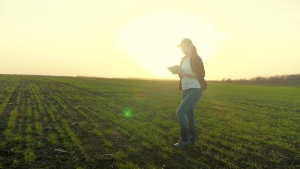 Rolnictwo, rolnik spaceruje po polu w blasku słońca pracując w tabletkach, pole pszenicy o zachodzie słońca, młoda zielona żyto, nawożona gleba z pędami, agronomista w butach pracuje na roli wiejskiej — Wideo stockowe