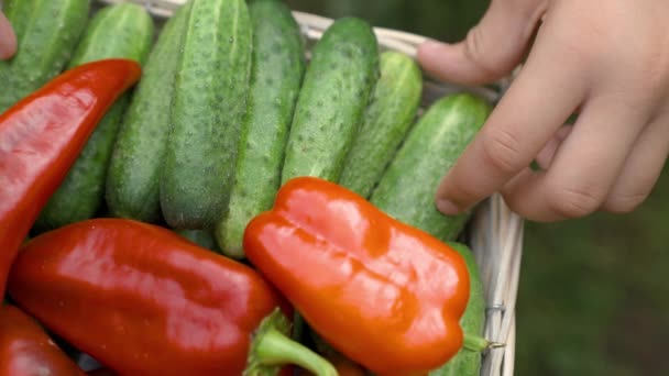 Landbrug, sund vegetarisk mad med vitaminer, grøntsager rig på fiber til vægttab, gård høst fra marken, sæsonen for plukning peberfrugter fra plantager, moden have, close-up – Stock-video