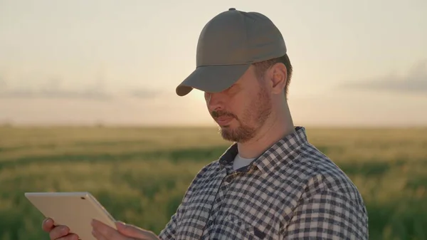 Agricultor trabalha com um tablet em um campo com trigo verde, o conceito de negócio agrícola, um agrônomo verifica as mudas de centeio, tecnologias modernas de grãos na agricultura, um jardineiro — Fotografia de Stock