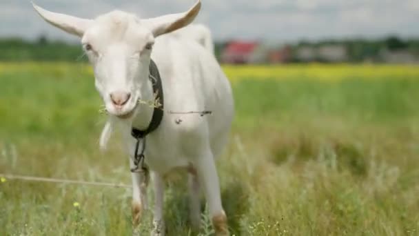 Leite cabra branca mastiga grama verde no campo, úbere cheio com leite, comida para crianças pequenas, criação de gado na fazenda, agricultura, animais de estimação ambulantes no rancho, conceito de cabra saudável — Vídeo de Stock