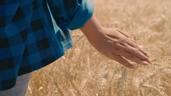 Hand aanraken tarwe met vingertoppen, boer wandelen in het veld, buiten oogstseizoen, graan gewas, gezond eten, bloem, brood productie, landbouw bedrijf, agronomist op het werk — Stockfoto