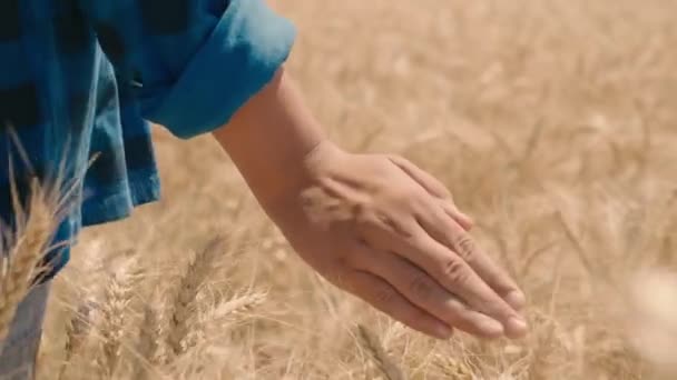 Hand aanraken tarwe met vingertoppen, boer wandelen in het veld, buiten oogstseizoen, graan gewas, gezond eten, bloem, brood productie, landbouw bedrijf, agronomist op het werk — Stockvideo
