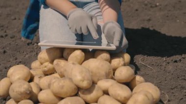 Çiftlikte patates hasadı, tarım, tabletli bir çiftçi tarlada kesilen patateslerin kalitesini kontrol ediyor, bir tarım uzmanı sebzeleri sınıflandırıyor, lezzetli, sağlıklı bir gıda ürünü.