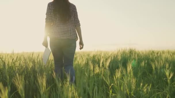 Agricultor en botas camina a través de un campo verde con una tableta en sus manos en el resplandor de la puesta del sol, el trabajo y la vida en la agricultura, los cultivos de tierra han surgido y crecen, prepararse para la cosecha, semillas y granos — Vídeos de Stock