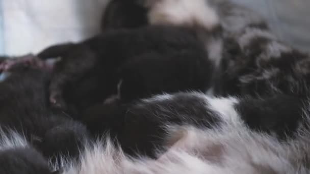 Un pequeño gatito chupa la leche de sus madres pecho, la lactancia en un gato durante el período de alimentación de un niño, el cuidado materno de las mascotas, los primeros días de vida, primer plano, el concepto de una familia felina — Vídeos de Stock