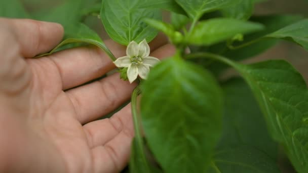 Mano toca flor blanca, pimiento dulce, agrónomo supervisa resultados crecimiento, jardinero en invernadero se encarga de cultivos vegetales, negocio de alimentos, agricultura, cuidado de plántulas en huerta — Vídeos de Stock