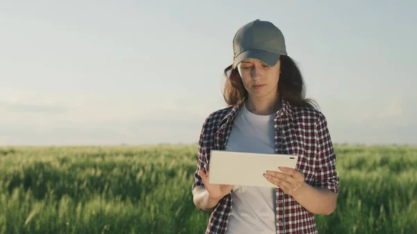 Agricultor detém um tablet em sua mão e imprime texto na tela, campo de fazenda de trigo verde, agricultura, plantação de centeio plantado, agrônomo agrícola, negócio de pão, bons brotos em solo fertilizado — Fotografia de Stock