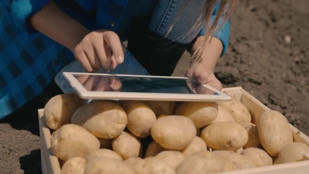 Jordbruk, en agronomer som arbetar i en tablett, potatis i en låda på fältet, en jordbrukare som analyserar skörden, potatisföretag, plantering av mark, ett bra fruktbart år, grönsaksproduktion, jordbruksmark — Stockvideo