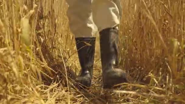 Agricoltura, piantagione di campi di grano, agronomo cammina stivali di gomma primo piano, coltivazione di segale, coltivazione commerciale di piante di cereali a terra, semi di grano coltivati e ingialliti, produzione di farina e pane — Video Stock