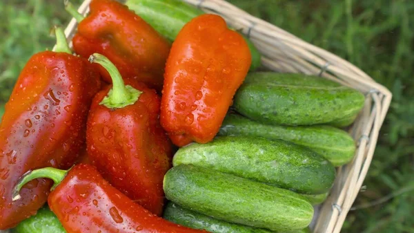 Odling, skörd gurkor och paprika på gården, diverse grönsaker i droppande regn, vattendroppar tvätta mogen fiberrik mat, slow motion, kost hälsosam mat — Stockfoto