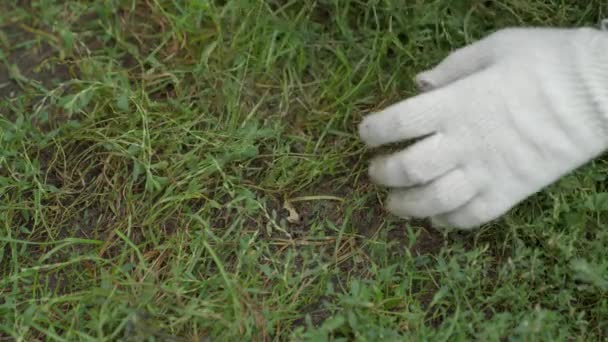 Jordbruk, ogräsbekämpning, en jordbrukare i skyddshandskar riva gräs med händerna från jorden, igenvuxen mark, en plantage för plantering grönsaker, ansträngande arbete i trädgårdsskötsel — Stockvideo