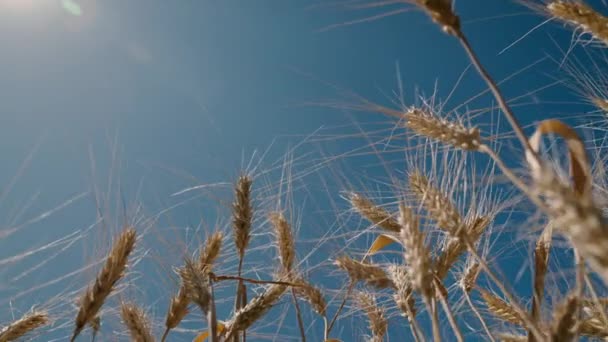 Fazendo campo de trigo ao sol contra o céu, agricultura, centeio maduro nos campos, colhendo culturas de cereais, fazendo farinha e produção de pão, conceito, sementes de trigo, grãos em brilho de luz do dia. — Vídeo de Stock
