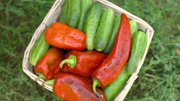 Landbrug, høst agurker og peberfrugter på gården, assorterede grøntsager i dryppende regn, våddråber vask moden fiberrig mad, slow motion, kost sund mad – Stock-video