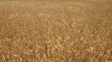 tarım, kırsal kesimdeki buğday tarlaları, tarlalarda çavdar yetiştirme teknolojisi, tarım arazileri, bitki yetiştirme ekinleri, hasat mevsimi, gübrelenmiş topraklarda tahıl yetiştirme