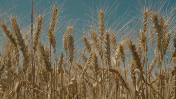 空に対する小麦、農業、農場のプランテーションでの収穫、成長したライ麦と土地の土壌、小麦の穀物の耳、農村部の土地でのパンと小麦粉の生産、穀物の種子 — ストック動画