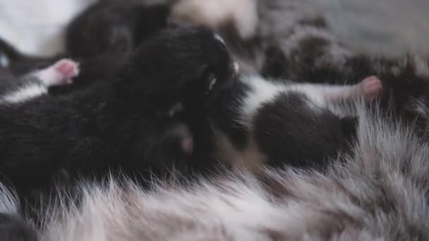 Een klein katje zuigt melk uit haar moeders borst, borstvoeding in een kat tijdens de periode van het voeden van een kind, moederlijke zorg voor huisdieren, de eerste dagen van het leven, close-up, het concept van een katachtige familie — Stockvideo