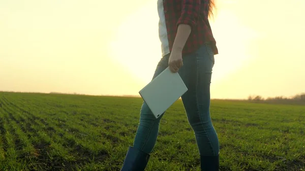 Un agricultor en botas con una tableta en las manos camina a través de un campo con trigo verde, el trabajo en el campo, un agrónomo comprueba las plántulas en un rancho, el amor para vivir en el suelo —  Fotos de Stock