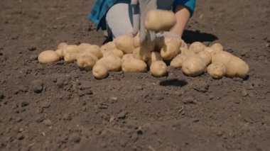 Patates, tarım hasat ederken, çiftçi patatesleri ve çekleri kalite için ayırır, hasat mevsimi, sebzeler toprakta, tarlalarda arazi çalışmaları, işçi elleri eldivende
