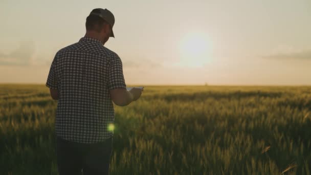 Un contadino cammina attraverso un campo con in mano una tavoletta al tramonto nel cielo, un agronomo lavora in un campo, un operaio cammina in un ranch verde, i raccolti sono aumentati, stagione del raccolto — Video Stock