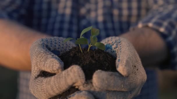 Pertanian, tumbuh dengan akar di tanah di tangan seorang petani close-up saat matahari terbenam, tunas pertama dengan benih sayuran dan tanaman di bawah sinar matahari, tukang kebun di tempat kerja darat, tanah yang subur — Stok Video