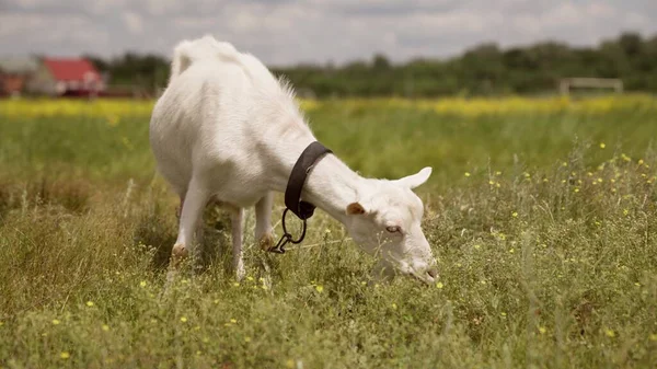 A ordenha de cabra come grama no campo na natureza, agricultura, o peito de uma cabra que dá leite, animais de fazenda, apascenta o gado nas plantações do agrônomo — Fotografia de Stock