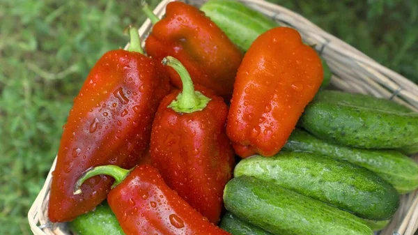 Zoete rode paprika 's en groene komkommers in een mand in de regen, groenten wassen voor een zomersalade, verse oogst uit een moestuin, water geven voor gezonde voedingsmiddelen voor een dieet — Stockfoto