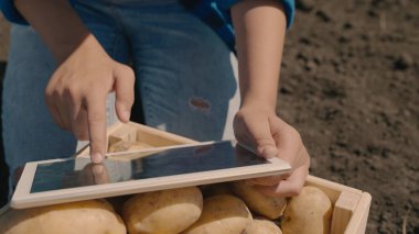Patates hasat eden çiftçi, bir tarım uzmanı tabletteki patatesleri sayar, tarımda çalışır, toprakta yetişen sağlıklı gıda ürünleri, tarım toprağından nişasta üretimi, çevrimiçi satış