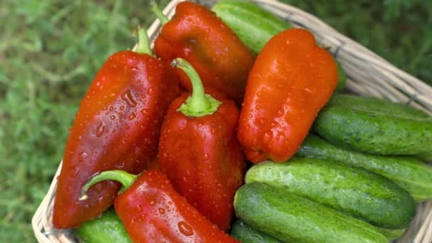 Süße rote Paprika und grüne Gurken in einem Korb im Regen, Gemüse waschen für einen Sommersalat, frische Ernte aus dem Gemüsegarten, Spritzwasser für gesunde Nahrungsmittel für eine Diät — Stockvideo