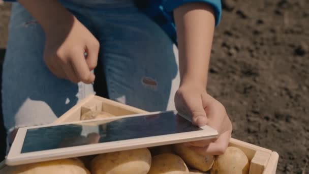 Αγρότης που συλλέγει πατάτες, γεωπόνος μετράει πατάτες σε αγρό σε ταμπλέτα, εργασία στη γεωργία, υγιεινό τρόφιμο που καλλιεργείται σε έδαφος, παραγωγή αμύλου από χώμα φυτείας, ηλεκτρονική πώληση — Αρχείο Βίντεο