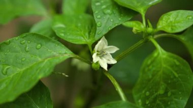 Biber bir bahçe yatağında filizlenir, yağmurda, tarlada temiz su, tohum, tarım, yeşil gezegen ekolojisi, bahçıvanlık kavramı, yerde sebze yetiştirme.