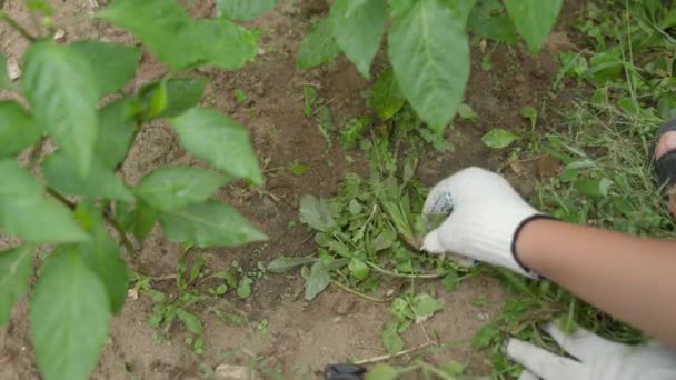Jordbruk, ogräsbekämpning, en jordbrukare i skyddshandskar riva gräs med händerna från jorden, igenvuxen mark, en plantage för plantering grönsaker, ansträngande arbete i trädgårdsskötsel — Stockvideo