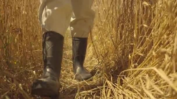 農業、小麦畑のプランテーション、農業学者はゴム製のブーツを近くに歩く、ライ麦の栽培、地上のシリアル植物のビジネス栽培、小麦の種子と黄色、小麦粉とパンの生産 — ストック動画