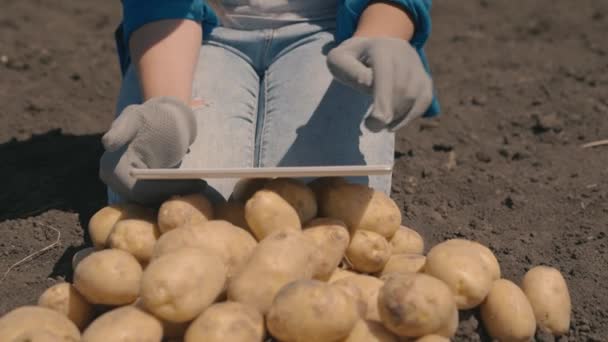 Memanen kentang di pertanian, pertanian, petani dengan tablet memeriksa kualitas potongan kentang di lapangan, agronomis memilah sayuran, produk makanan sehat yang lezat — Stok Video