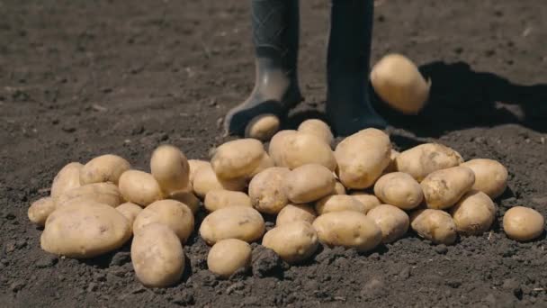 Färska potatisknölar grävda ur marken av bonden, grönsaksskörd, jordbruk, en agronomist i gummistövlar häller rå potatis på jorden, stärkande grönsaker från nattskuggsfamiljen — Stockvideo