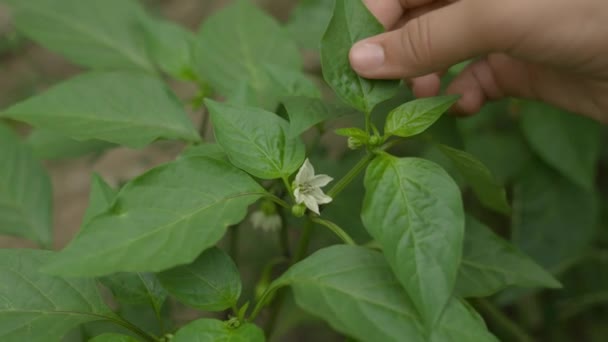 Mano toca flor blanca, pimiento dulce, agrónomo supervisa resultados crecimiento, jardinero en invernadero se encarga de cultivos vegetales, negocio de alimentos, agricultura, cuidado de plántulas en huerta — Vídeos de Stock