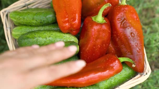 Jordbruk, hälsosam vegetarisk mat med vitaminer, grönsaker rika på fibrer för viktminskning, gårdsskörd från fältet, säsongen för att plocka paprika från planteringar, mogen trädgård, närbild — Stockvideo