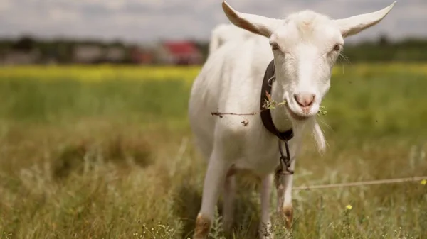 A ordenha de cabra come grama no campo na natureza, agricultura, o peito de uma cabra que dá leite, animais de fazenda, apascenta o gado nas plantações do agrônomo — Fotografia de Stock
