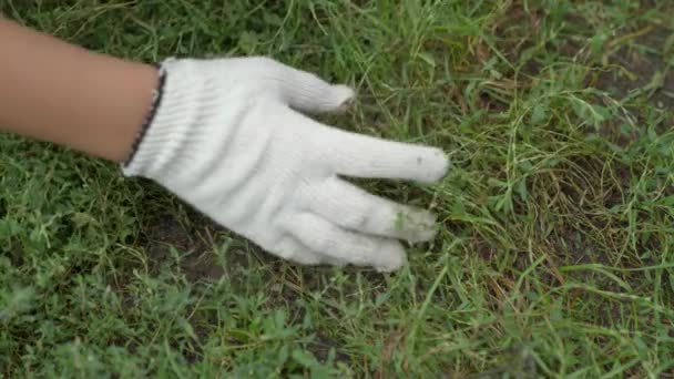 Jordbruk, ogräsbekämpning, en jordbrukare i skyddshandskar riva gräs med händerna från jorden, igenvuxen mark, en plantage för plantering grönsaker, ansträngande arbete i trädgårdsskötsel — Stockvideo