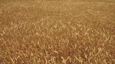 tarım, kırsal kesimdeki buğday tarlaları, tarlalarda çavdar yetiştirme teknolojisi, tarım arazileri, bitki yetiştirme ekinleri, hasat mevsimi, gübrelenmiş topraklarda tahıl yetiştirme