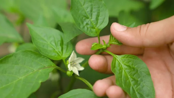 Main touche fleur blanche, poivron doux, agronome surveille la croissance des résultats, jardinier en serre prend soin des cultures de légumes, entreprise alimentaire, agriculture, soin des semis dans le potager — Photo