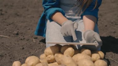 Çiftlikte patates hasadı, tarım, tabletli bir çiftçi tarlada kesilen patateslerin kalitesini kontrol ediyor, bir tarım uzmanı sebzeleri sınıflandırıyor, lezzetli, sağlıklı bir gıda ürünü.
