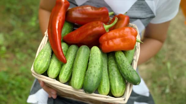 Pepinos frescos pepinos de un huerto, alimentos saludables para una dieta saludable, verduras variadas, un agricultor en la cosecha, producción fresca de deliciosos pepinos hermosos pimientos, concepto — Vídeos de Stock