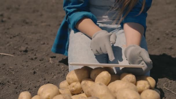 농학자 한 사람 이 농장에서 감자를 수확하고 있고, 농장에서 감자를 타블렛을 가지고 있는 농부 가 밭에 있는 감자의 품질을 확인하고, 채소를 분류하고, 맛있고 건강에 좋은 식품 — 비디오