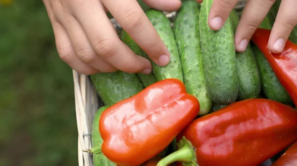 Agricultură, alimente vegetariene sănătoase cu vitamine, legume bogate în fibre pentru pierderea în greutate, recolta de fermă din teren, sezonul culegerii ardeilor clopoței din plantații, grădină coaptă, aproape — Fotografie, imagine de stoc